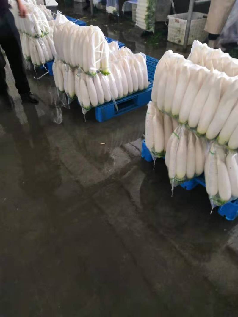【产地供货】高山大白萝卜，一手货源，保质保量支持视频看货