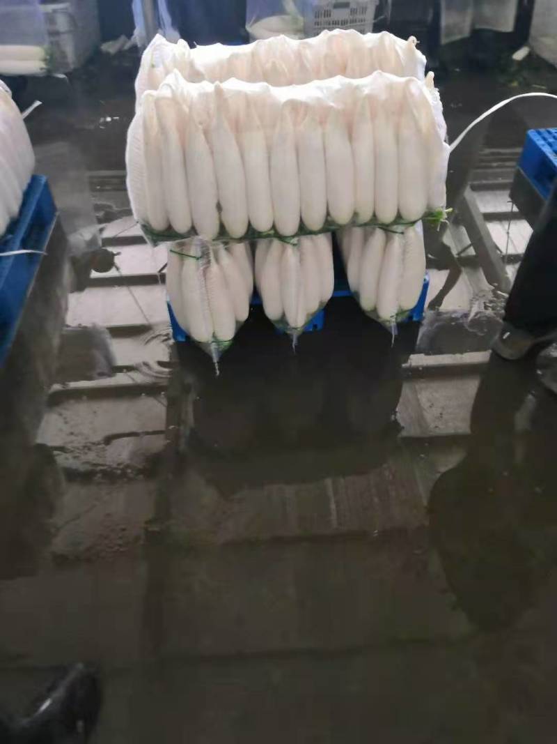 【产地供货】高山大白萝卜，一手货源，保质保量支持视频看货