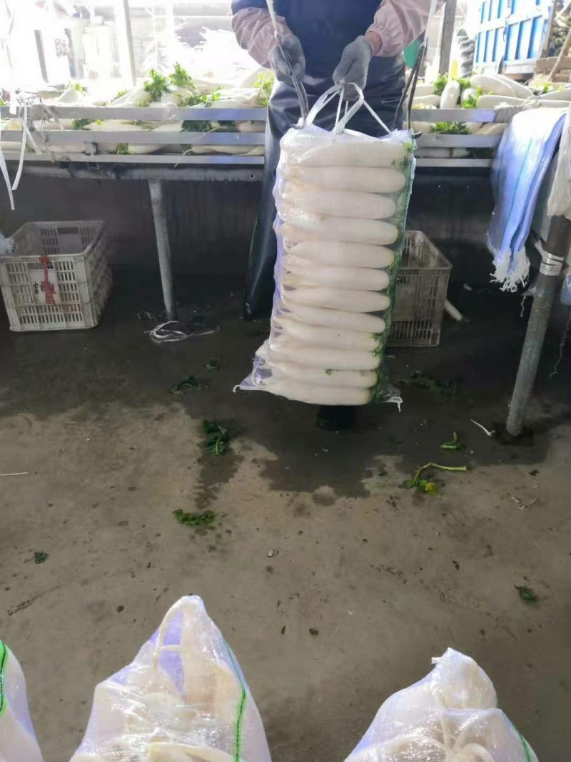 【产地供货】高山大白萝卜，一手货源，保质保量支持视频看货