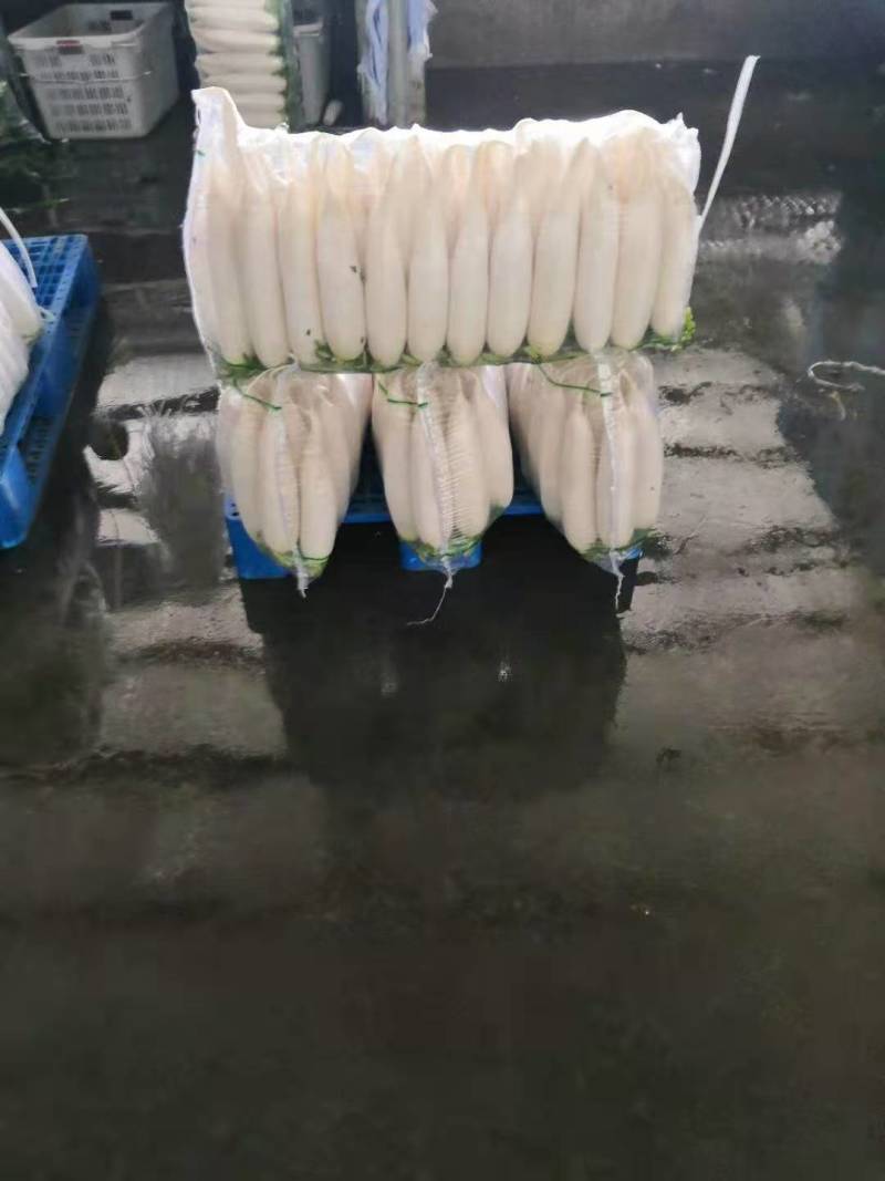 【产地供货】高山大白萝卜，一手货源，保质保量支持视频看货