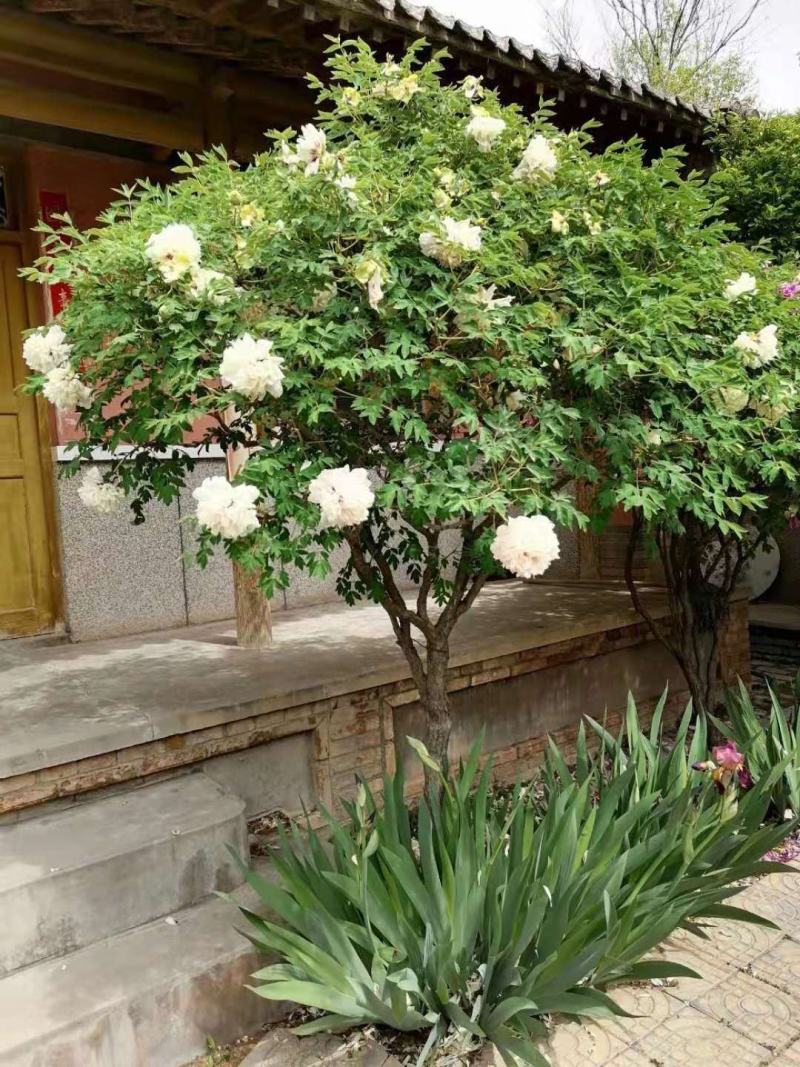 洛阳红深紫色白色千层单层