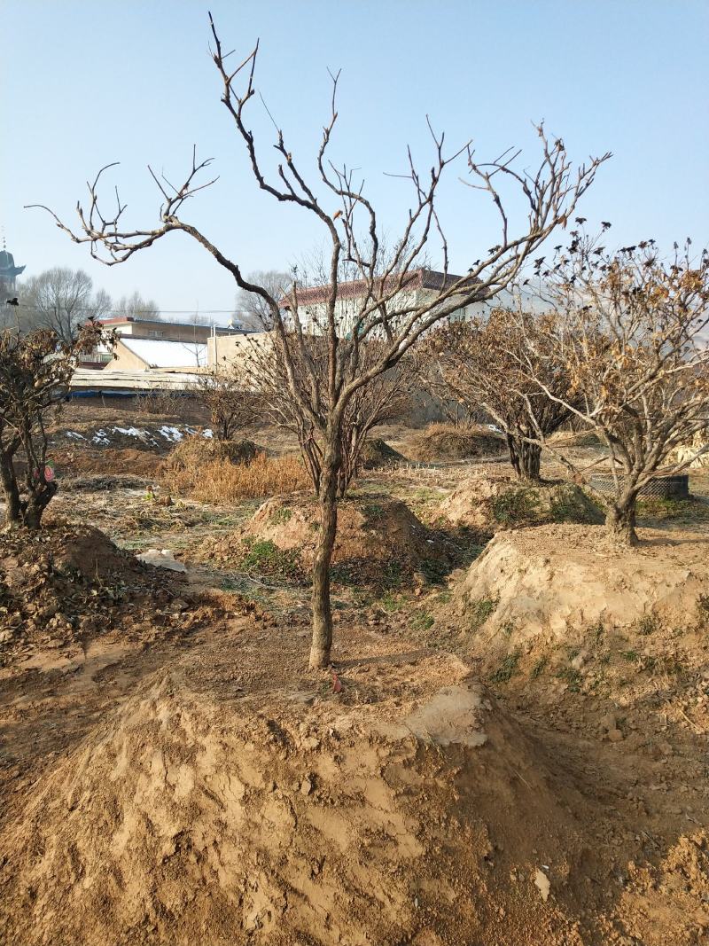 洛阳红深紫色白色千层单层