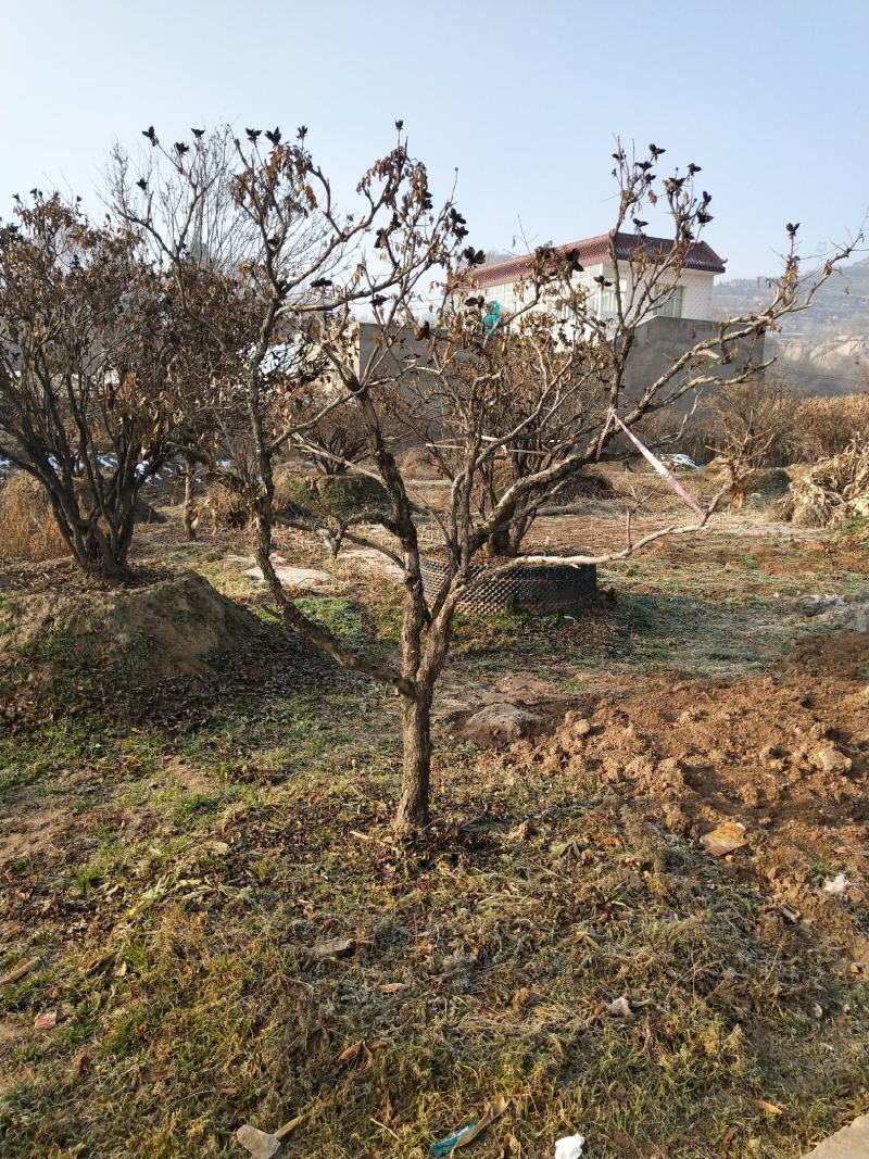 洛阳红深紫色白色千层单层