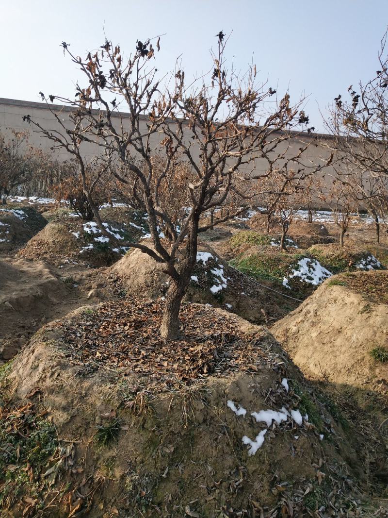 洛阳红深紫色白色千层单层