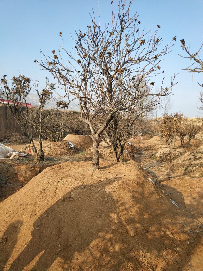 洛阳红深紫色白色千层单层
