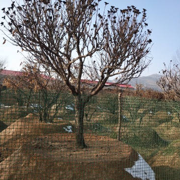 洛阳红深紫色白色千层单层
