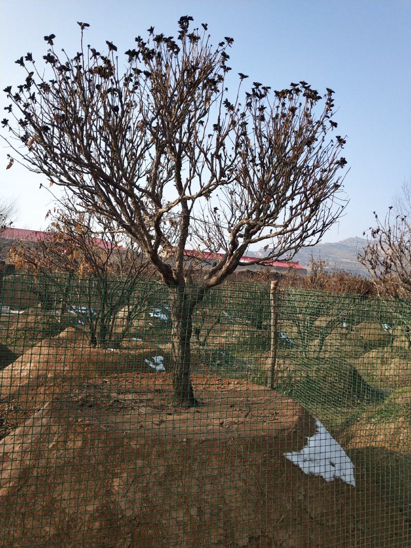 洛阳红深紫色白色千层单层