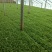 大量批发优质绿色茼蒿