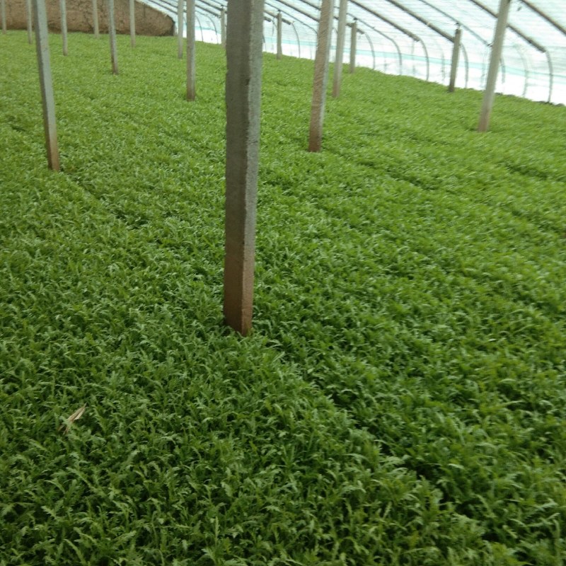 大量批发优质绿色茼蒿