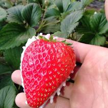 久久草莓，不打农药口感甜