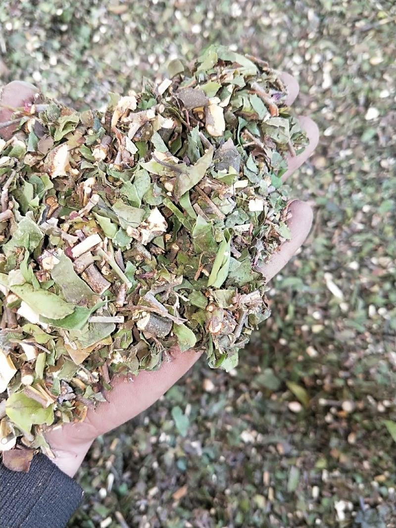 正品桑寄生、钝果寄生、大量有货，量大可批发。