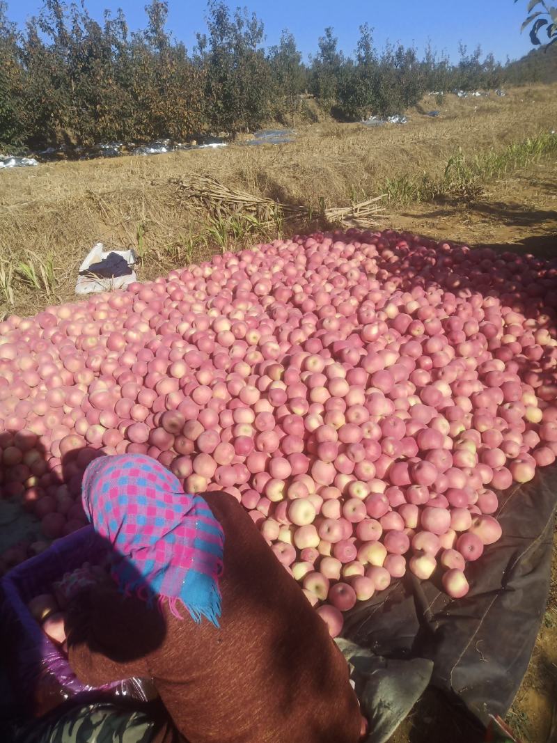 富士苹果大量有货冷库地窖常年代收自己冷库库