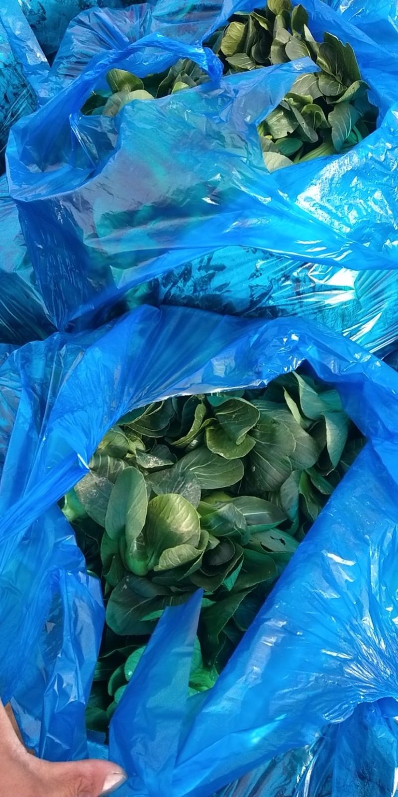 矮脚青苏州青小青菜