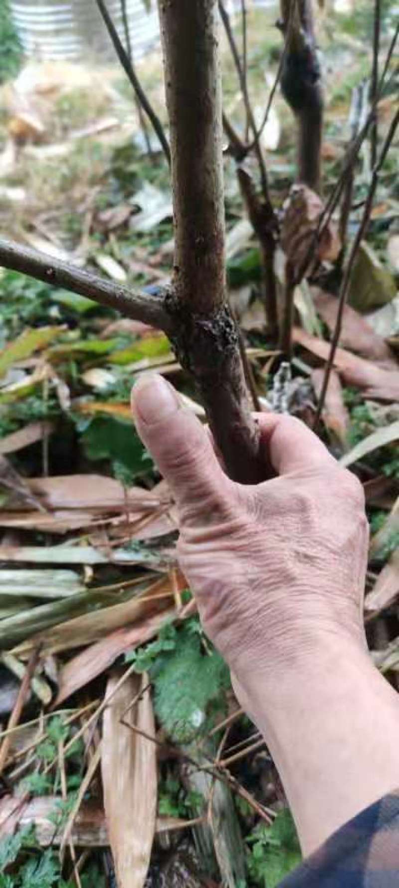 太秋甜柿两年大苗，当年种植当年挂果。品种纯正，假一赔十！
