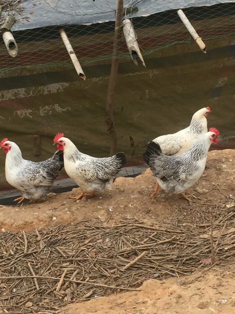 鸡苗彩凤鸡苗灰白彩鸡苗白花白苗彩凤鸡苗质量正宗