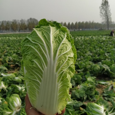 优质陆地青杂3号白菜，大量供应，产地代发，质量漂亮。