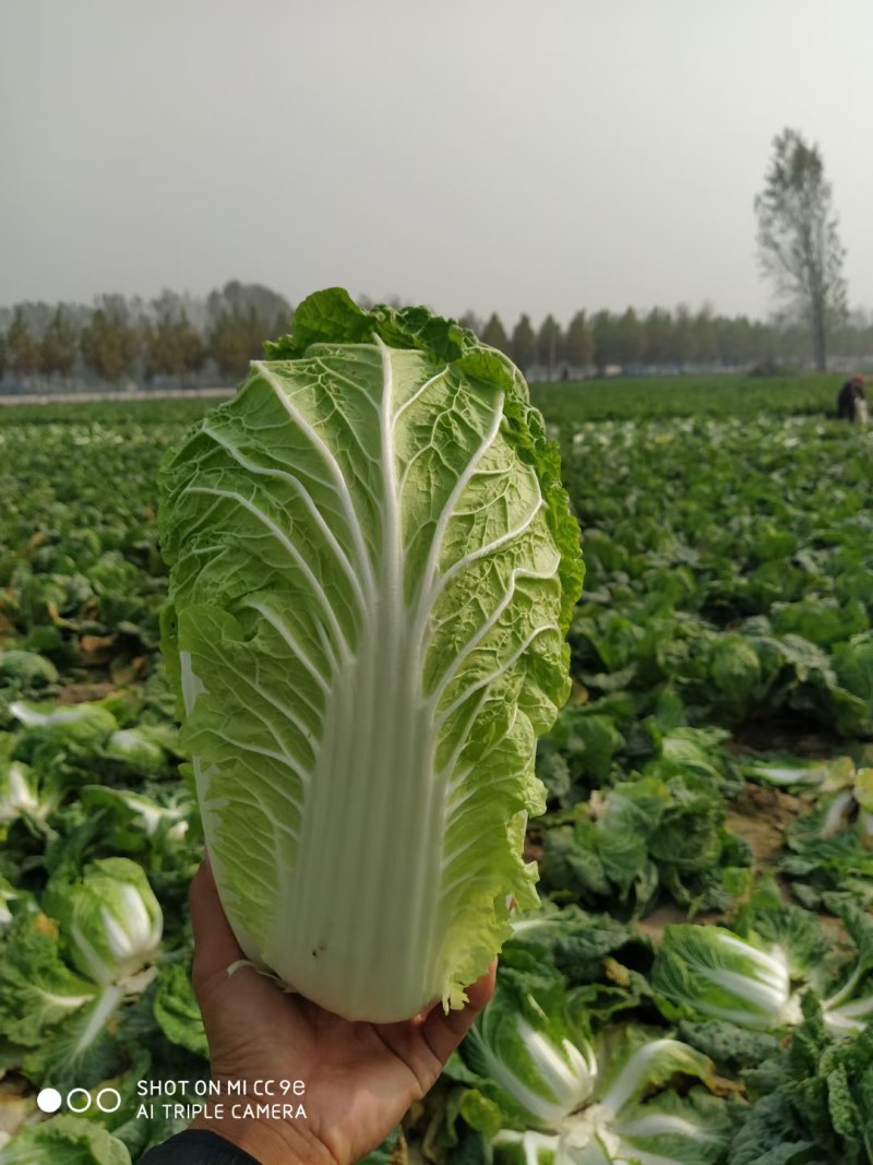 优质陆地青杂3号白菜，大量供应，产地代发，质量漂亮。