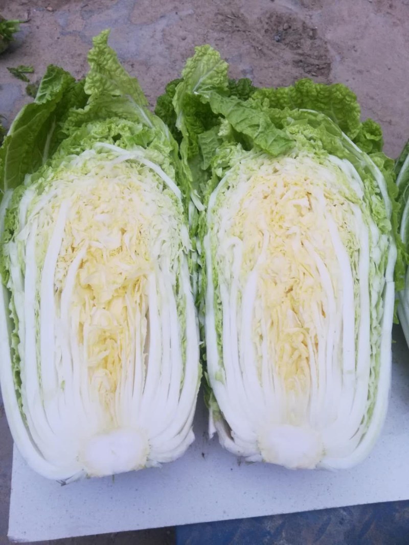 优质陆地青杂3号白菜，大量供应，产地代发，质量漂亮。