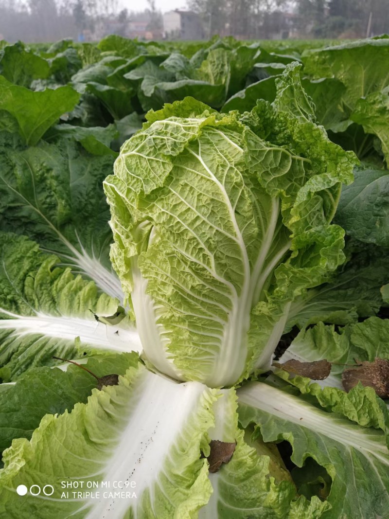 优质陆地青杂3号白菜，大量供应，产地代发，质量漂亮。