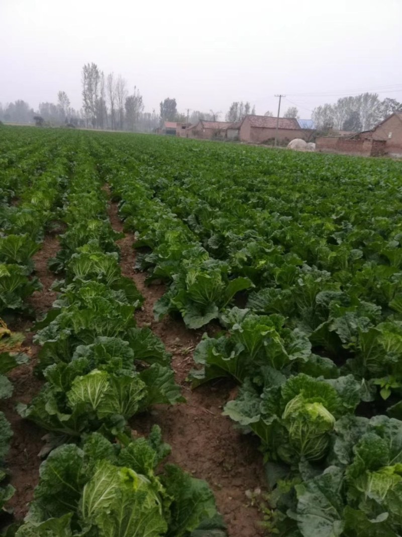 优质陆地青杂3号白菜，大量供应，产地代发，质量漂亮。