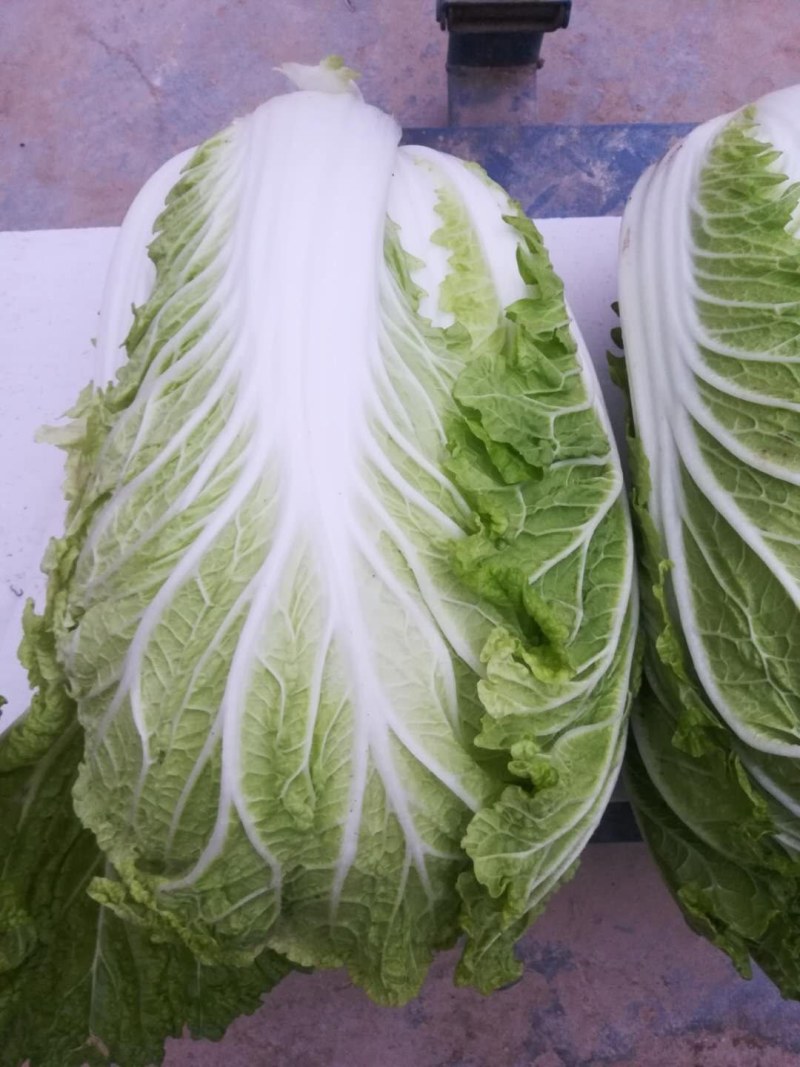 优质陆地青杂3号白菜，大量供应，产地代发，质量漂亮。