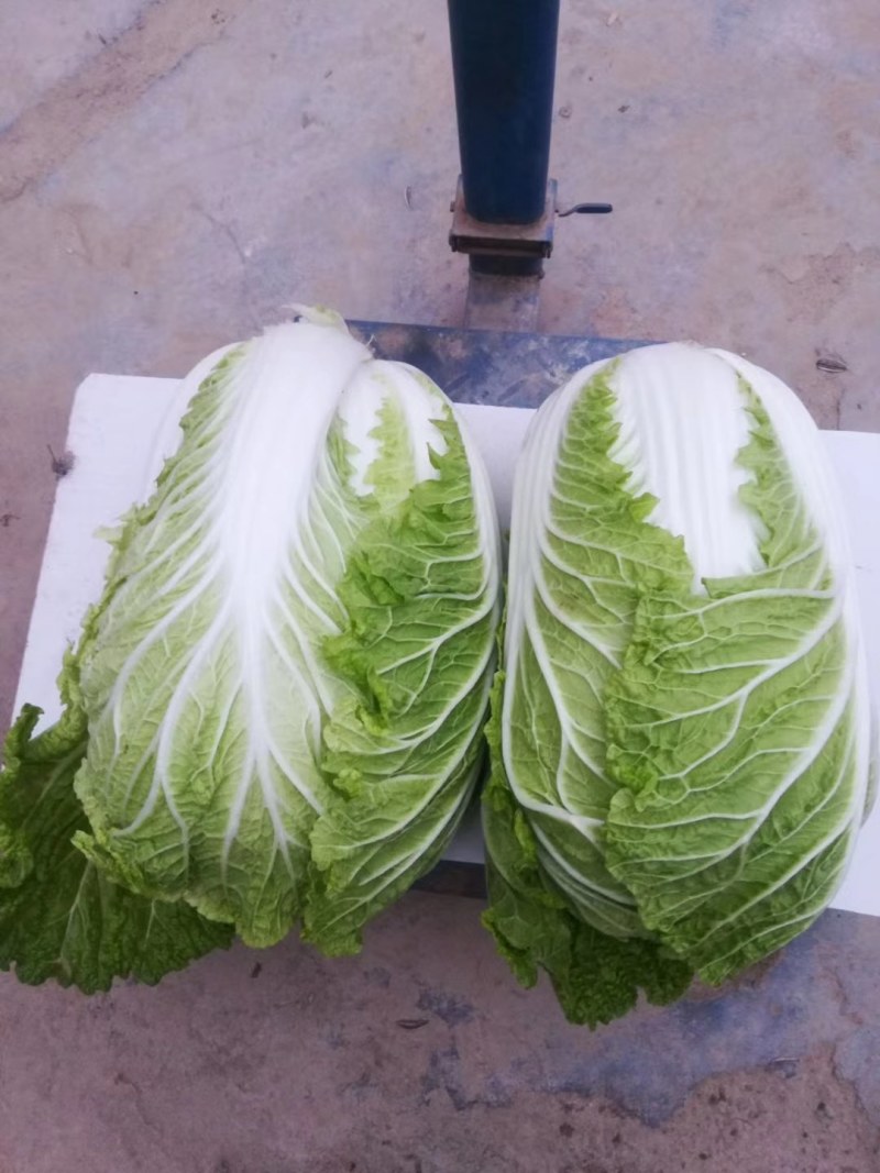 优质陆地青杂3号白菜，大量供应，产地代发，质量漂亮。