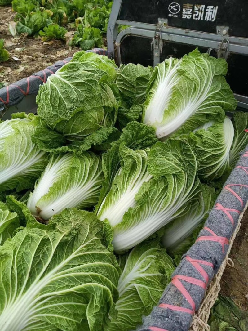 优质陆地青杂3号白菜，大量供应，产地代发，质量漂亮。
