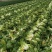 新野优质黄心白菜毛菜净菜散装袋装无虫眼,无烧心。产地直