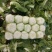 新野优质黄心白菜毛菜净菜散装袋装无虫眼,无烧心。产地直