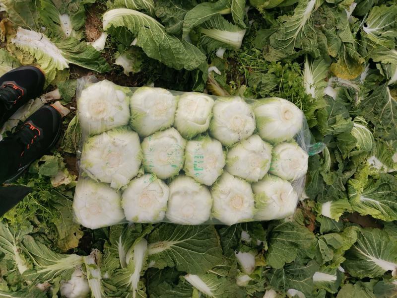 新野优质黄心白菜毛菜净菜散装袋装无虫眼,无烧心。产地直