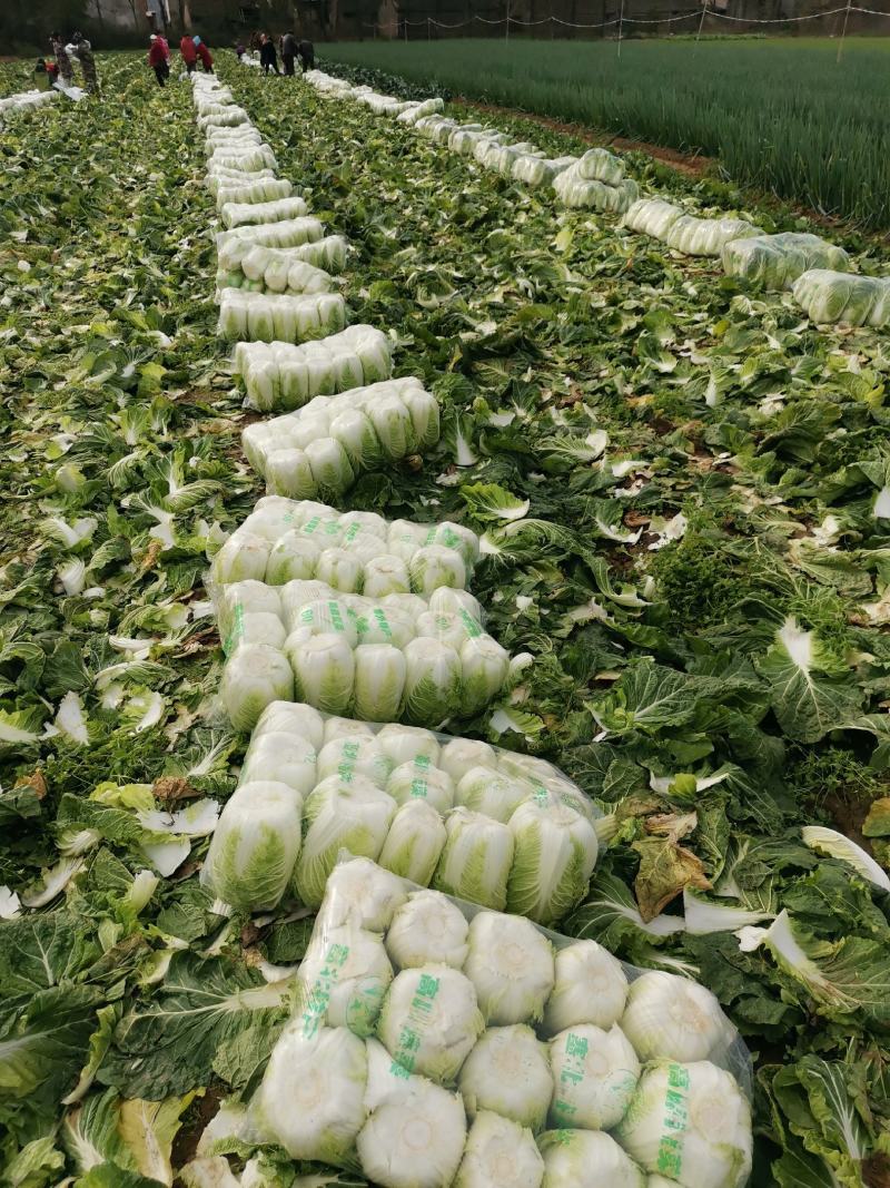 新野优质黄心白菜毛菜净菜散装袋装无虫眼,无烧心。产地直