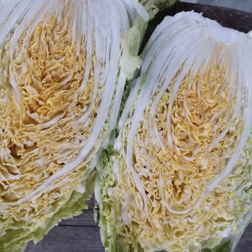 新野优质黄心白菜毛菜净菜散装袋装无虫眼,无烧心。产地直