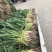 红根蒜苗，根红苗绿质量好，热车，冻库打冷都可以。