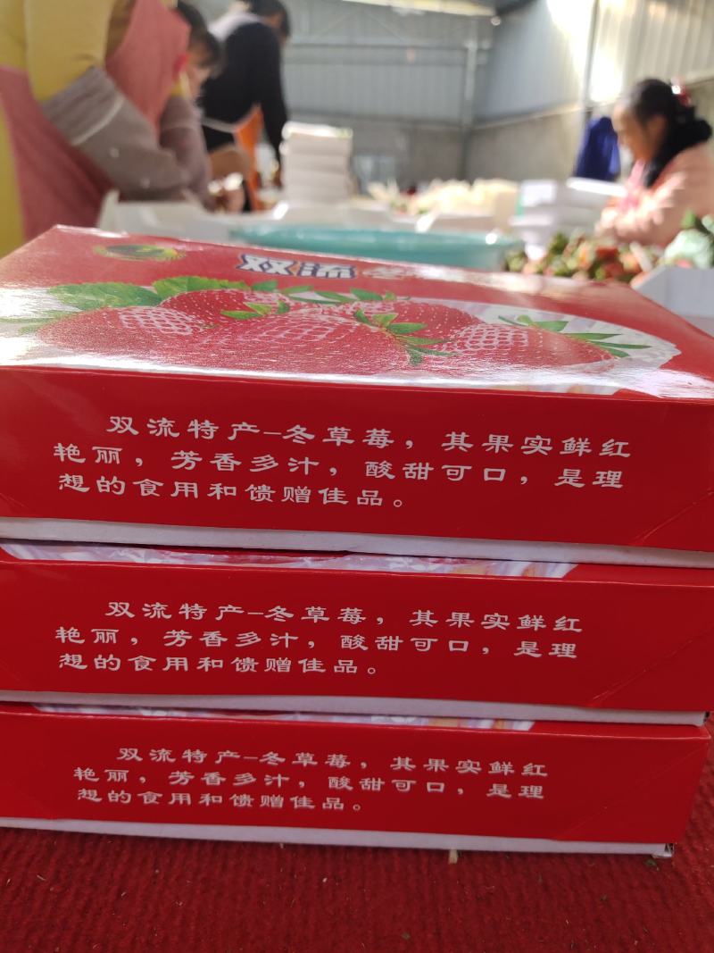 2024大凉山德昌露天草莓冬季双流甜草莓双流盒一件代发代