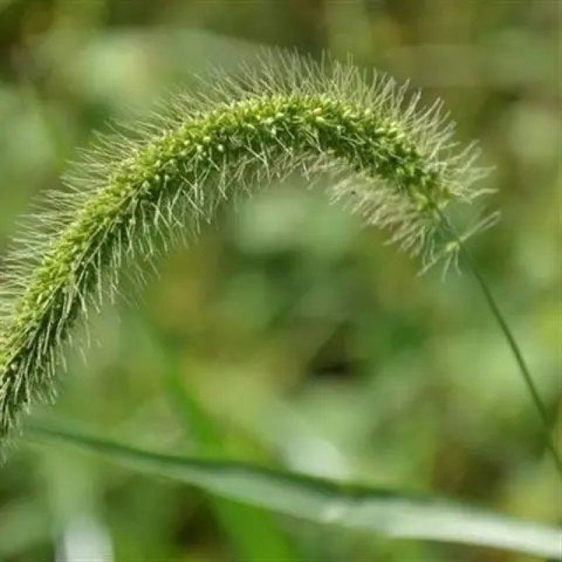 狗尾草种子