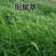 狗尾草种子