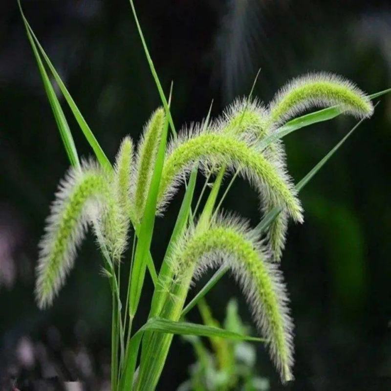 狗尾草种子