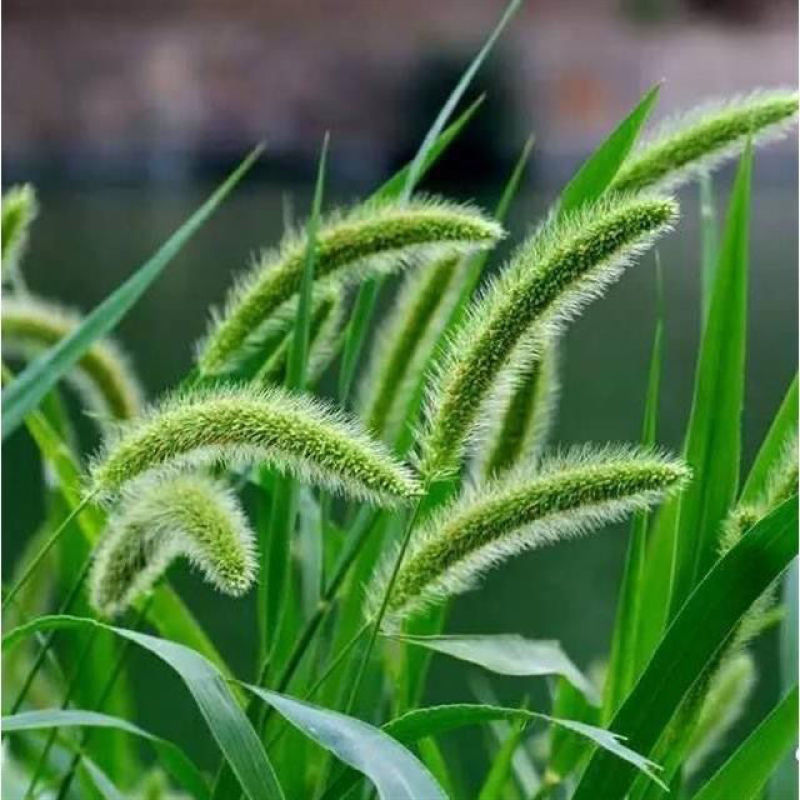 狗尾草种子