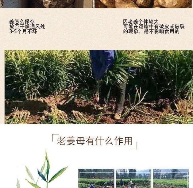 【现挖现发】优质生姜批发老姜老生姜山东大姜10斤2斤5斤