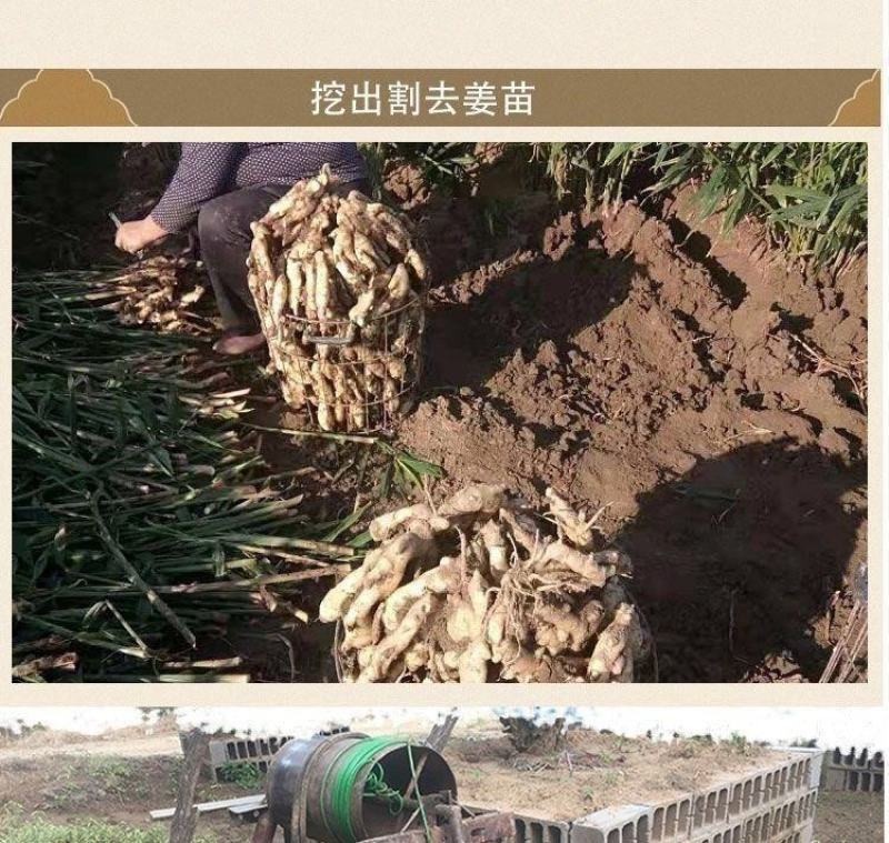 【现挖现发】优质生姜批发老姜老生姜山东大姜10斤2斤5斤