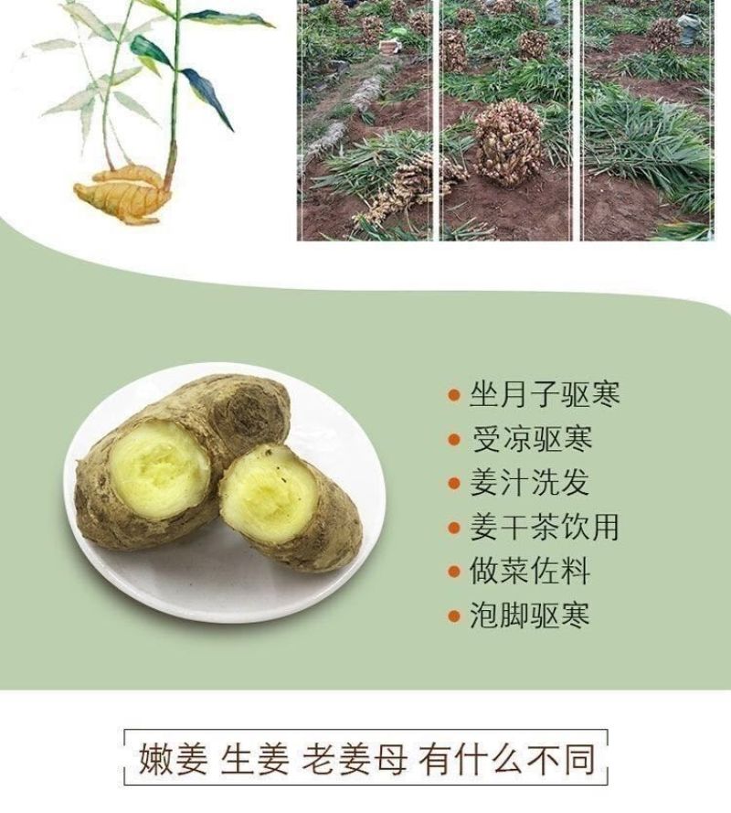 【现挖现发】优质生姜批发老姜老生姜山东大姜10斤2斤5斤