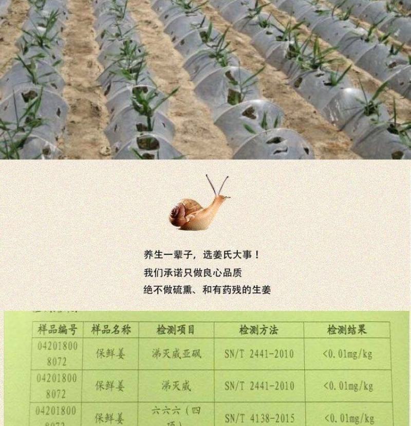 【现挖现发】优质生姜批发老姜老生姜山东大姜10斤2斤5斤