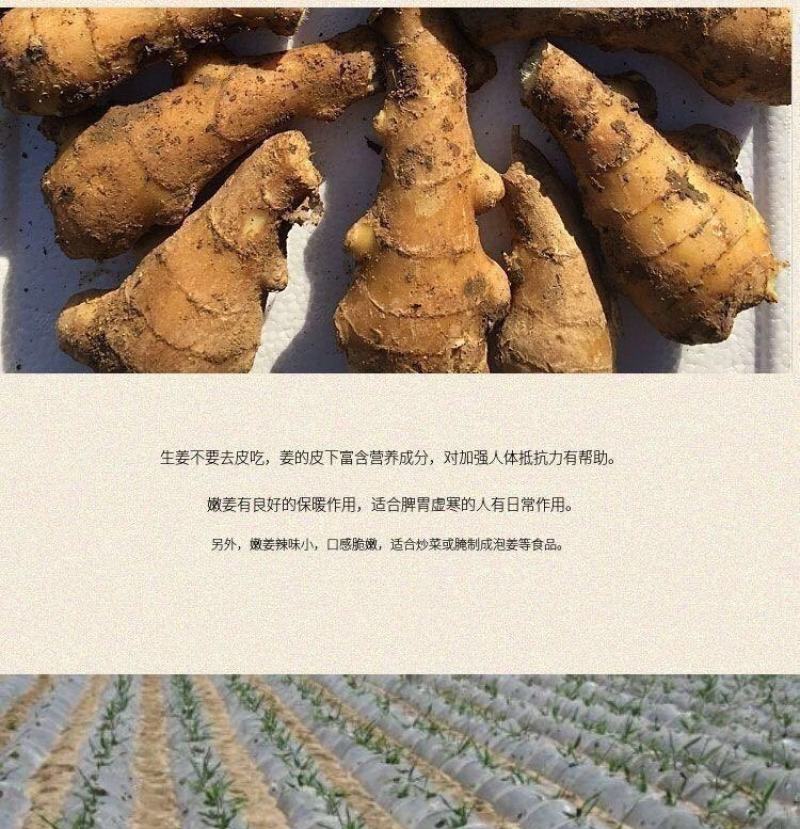 【现挖现发】优质生姜批发老姜老生姜山东大姜10斤2斤5斤