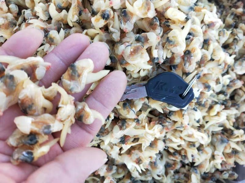 花蛤肉干去内脏无沙的，8.9成干度收拾的很干净一手货源