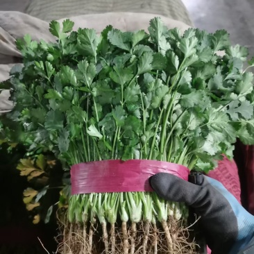 邯郸精品香菜产地直供25到35左右货源充足