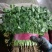 邯郸精品香菜产地直供25到35左右货源充足