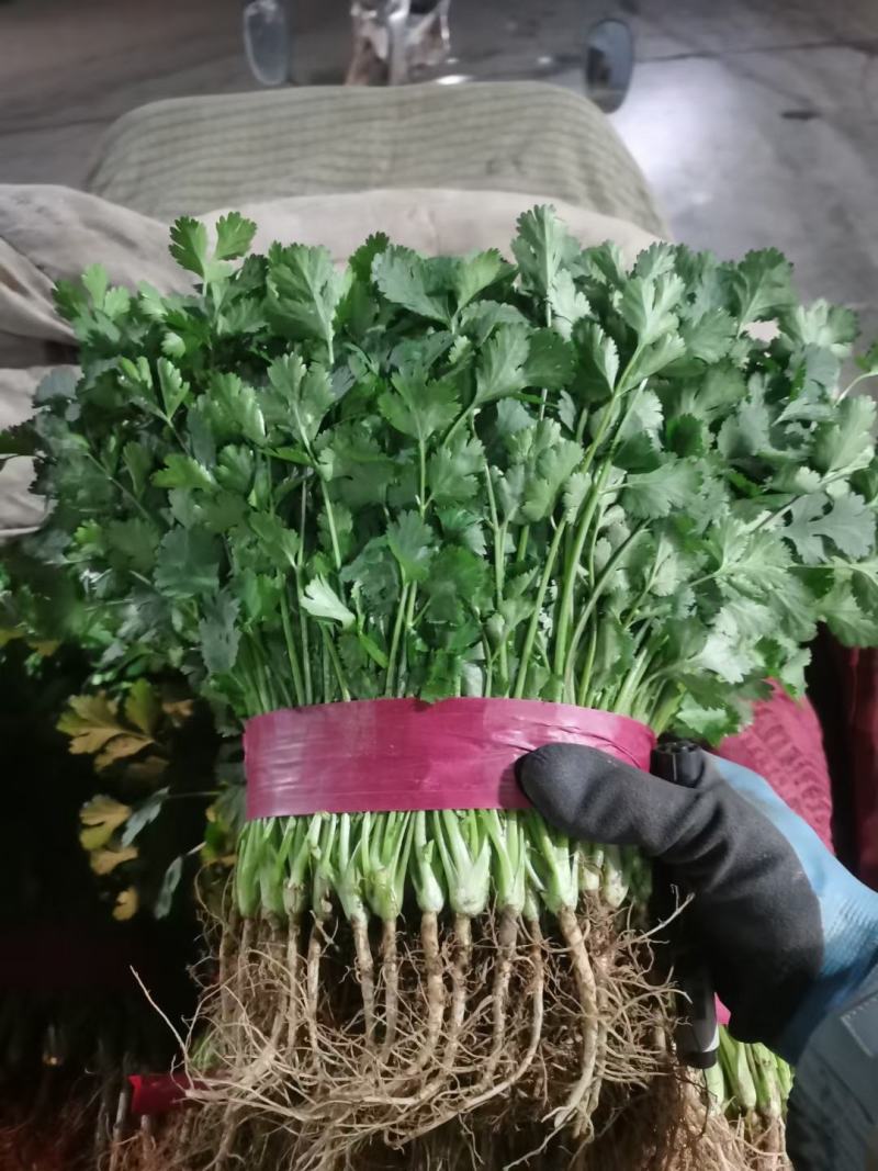 邯郸精品香菜产地直供25到35左右货源充足