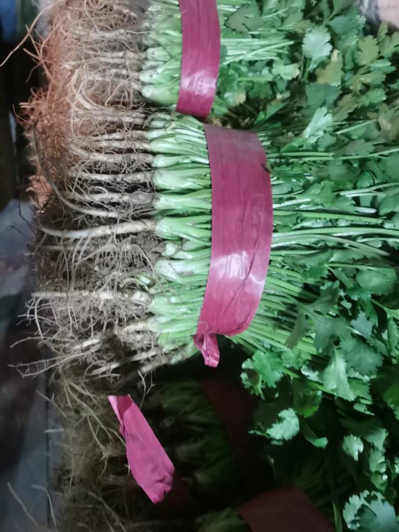邯郸精品香菜产地直供25到35左右货源充足