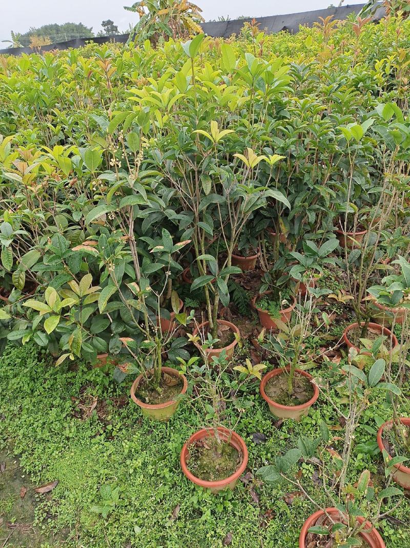 桂花，好养，大量，欢迎你的采购