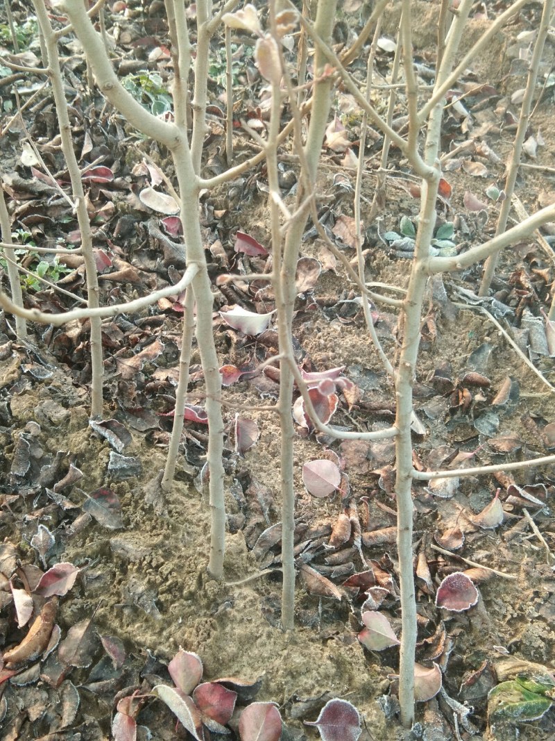 杜梨苗嫁接各种梨树专用占木